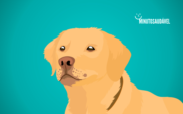 Foto de capa do artigo "Cinomose canina: o que é, sintomas, tratamento, tem cura?"