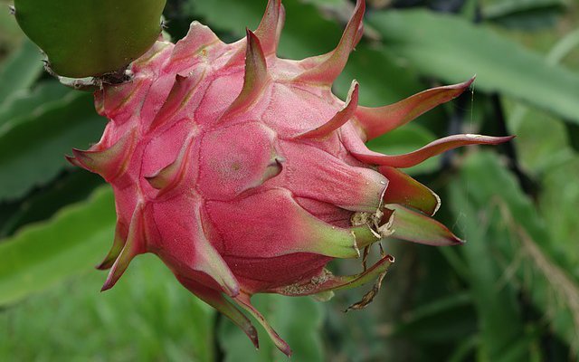Pitaya (rosa, amarela): benefícios da fruta e como consumir