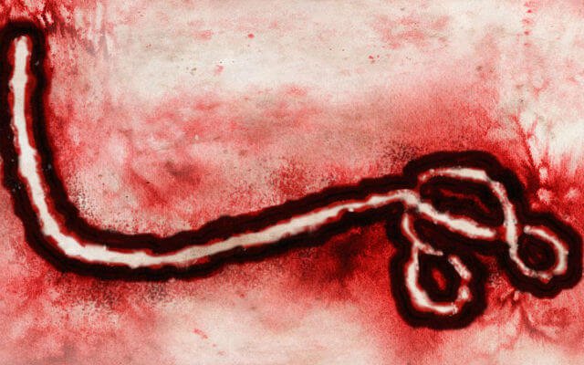 Foto de capa do artigo "Ebola (doença): o que é? Sintomas, transmissão e prevenção"