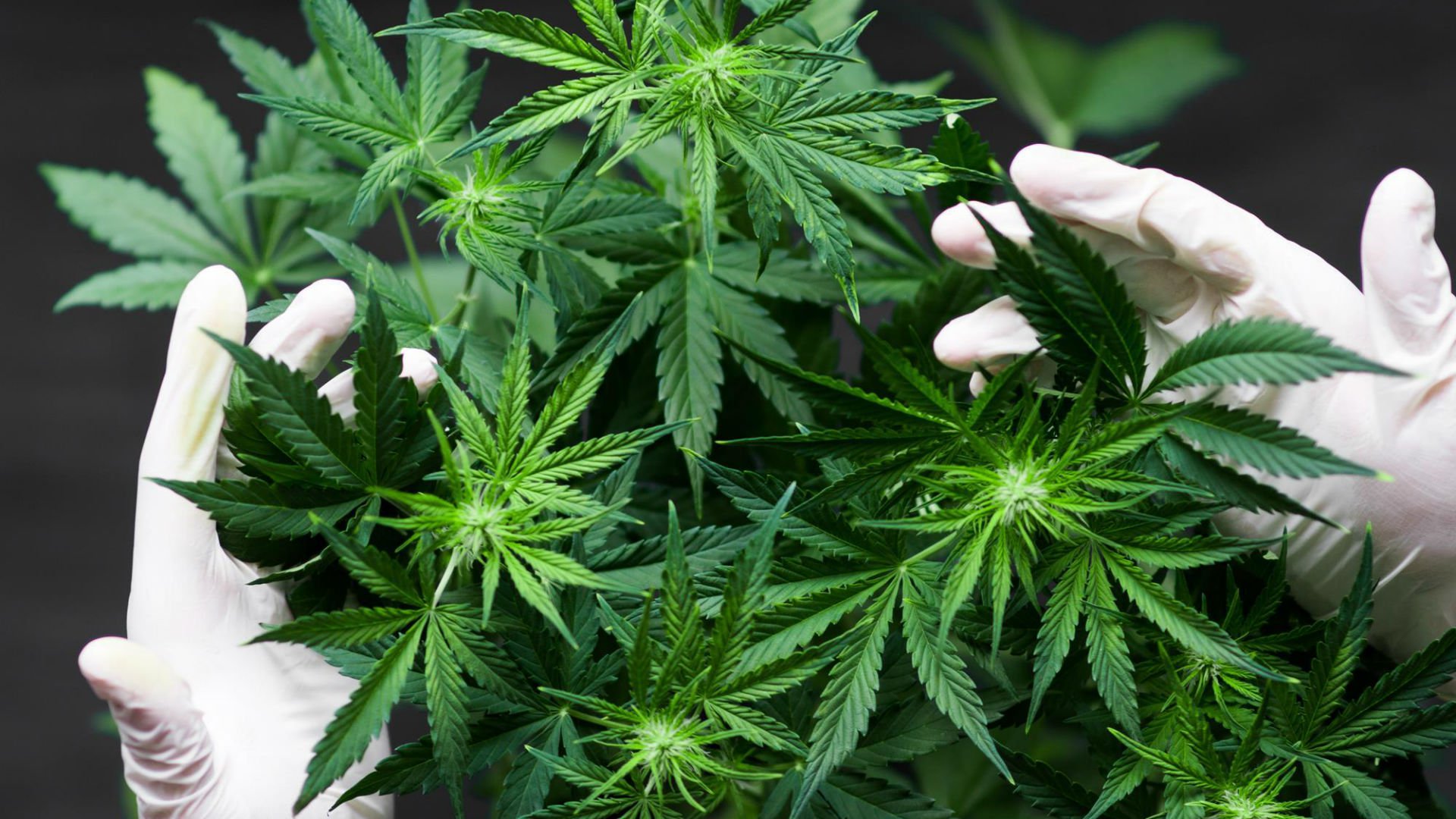 Foto de capa do artigo "Cannabis pode diminuir sintomas em pacientes com câncer"