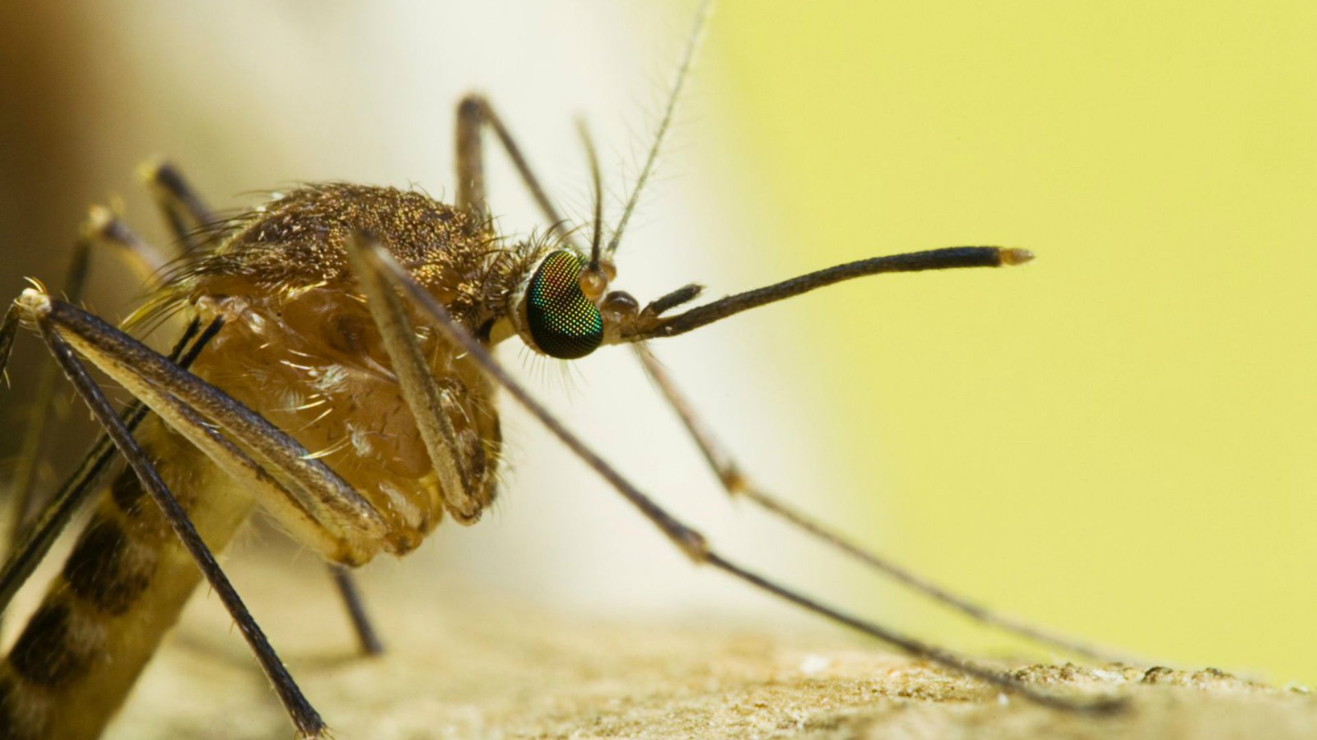 Foto de capa do artigo "Febre amarela no Brasil: surtos causados por dois mosquitos"