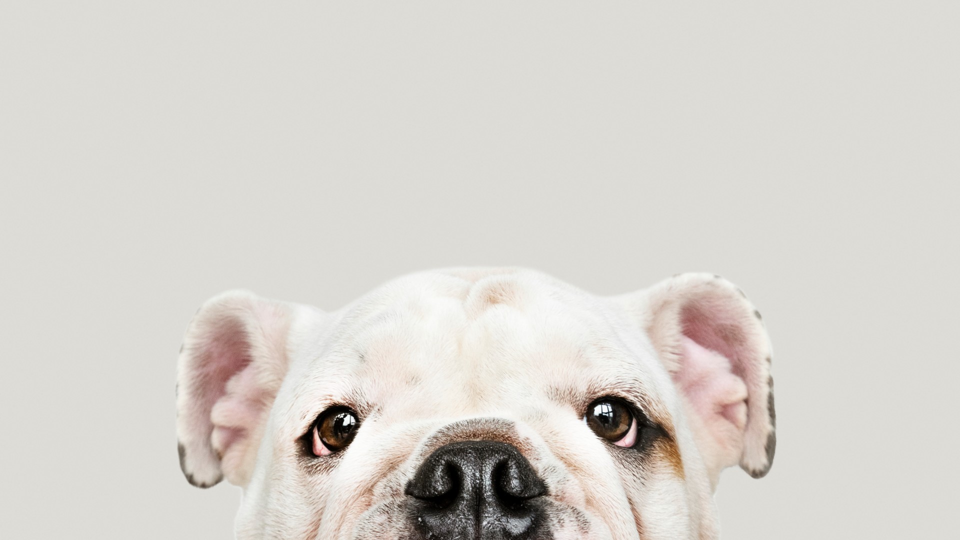 Foto de capa do artigo "Parvovirose: quais os sintomas no cachorro e como tratar"