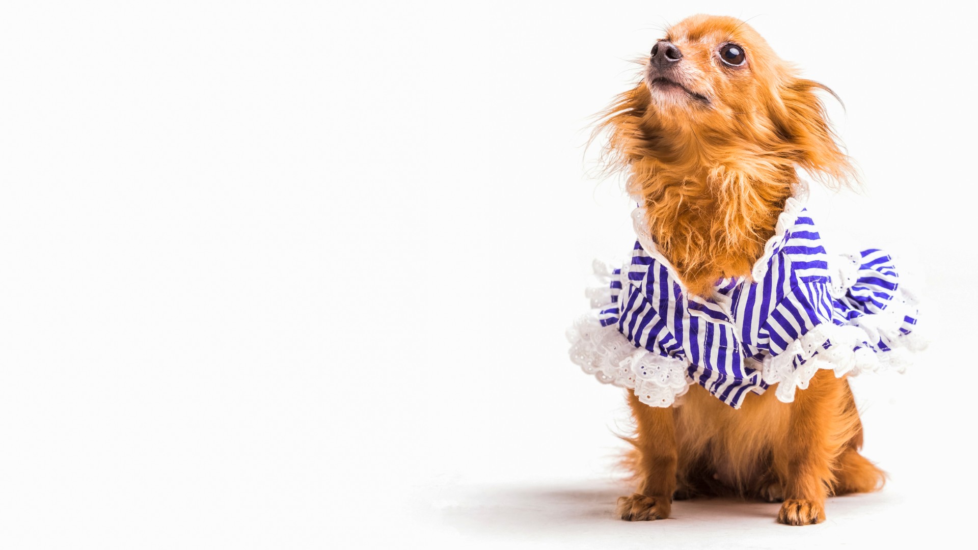 Foto de capa do artigo "Roupa para cachorro: para que serve e como escolher"