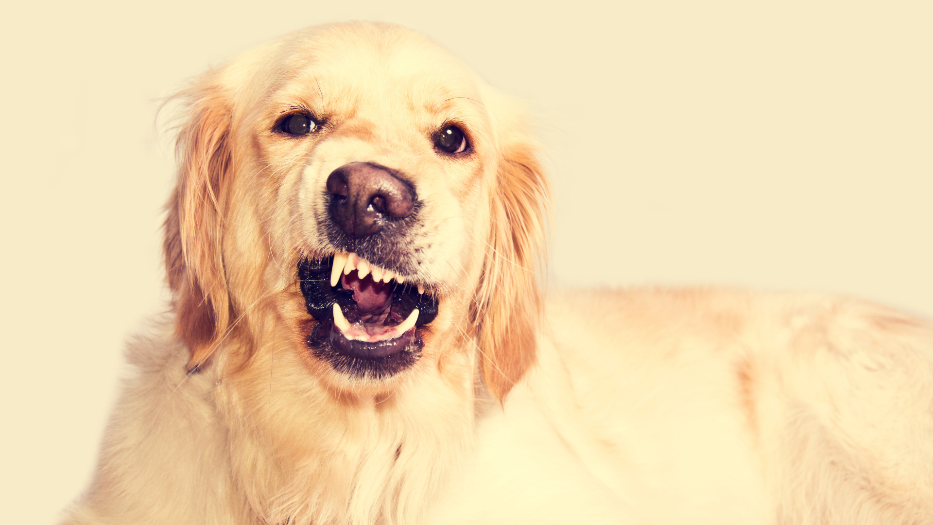 Foto de capa do artigo "Raiva canina: descubra os sintomas e se tem cura"
