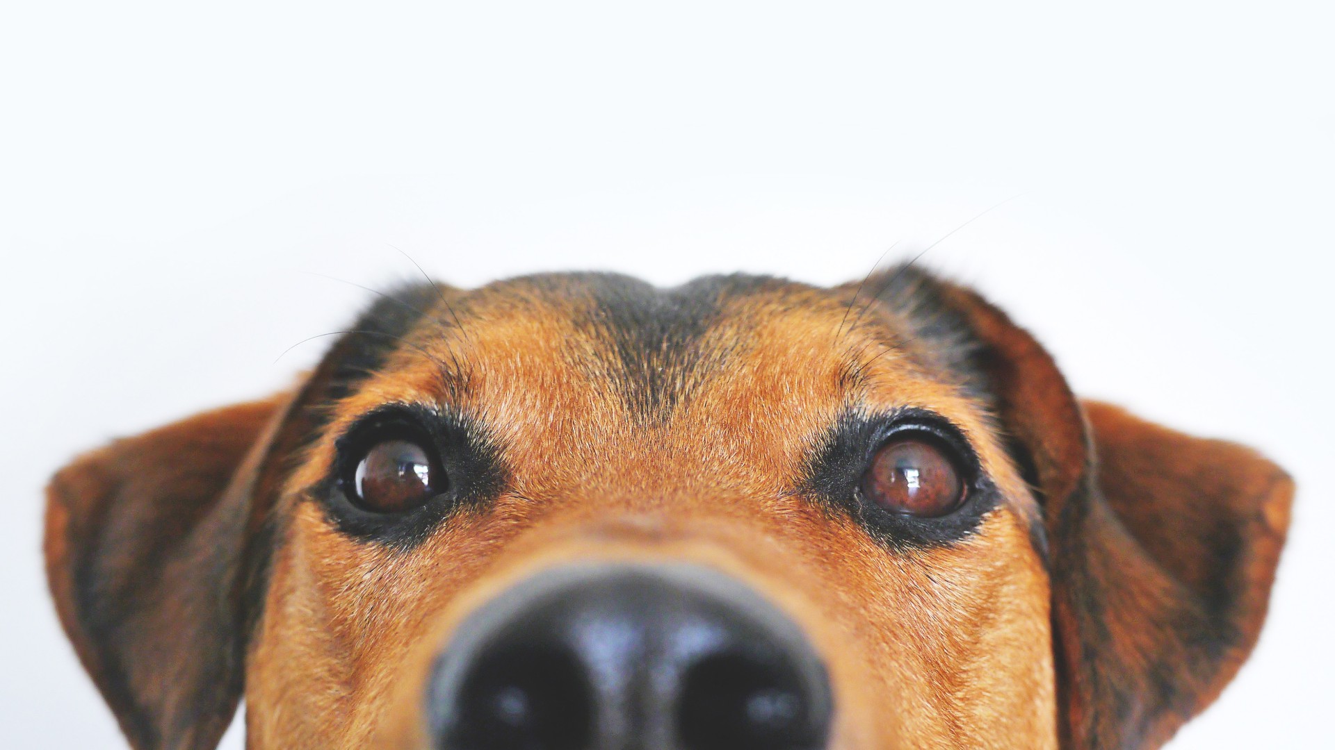 Foto de capa do artigo "Conjuntivite canina: conheça os tipos e como tratar o pet"