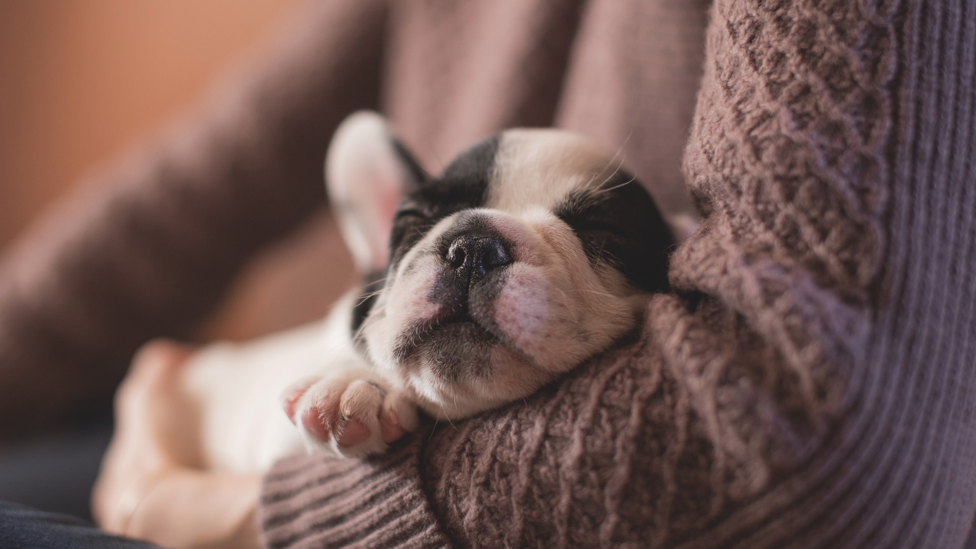 Foto de capa do artigo "Remédio para cachorro dormir: quando pode dar? Veja dicas"