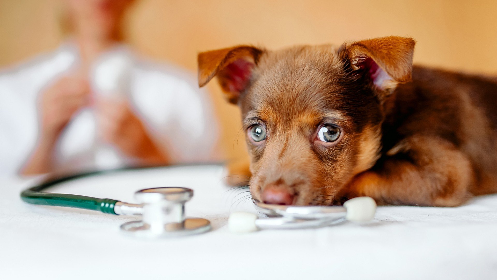 Foto de capa do artigo "Remédio para Cinomose Canina: qual o tratamento adequado?"