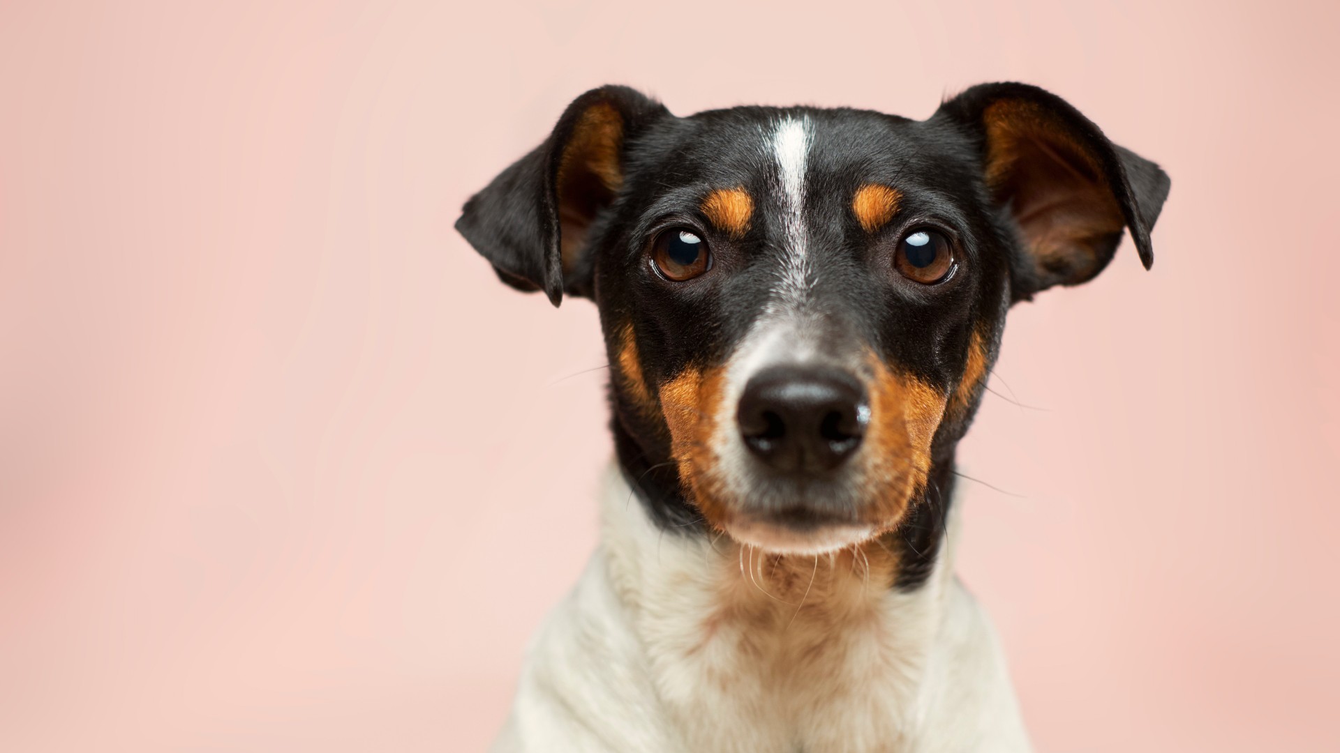 Foto de capa do artigo "Remédio para tosse de cachorro: em que casos é necessário?"