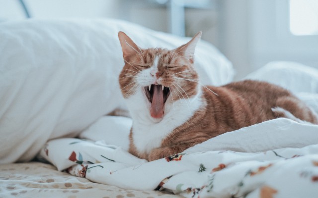 Um gato com a boca aberta, deitado em cima da cama.