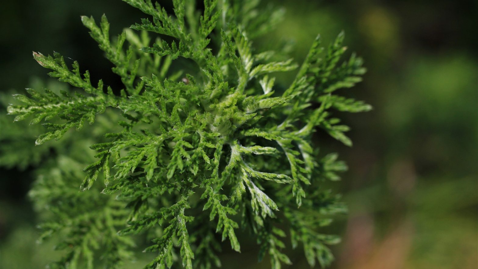 Um dos gêneros de Artemísia, a Artemisia annua.