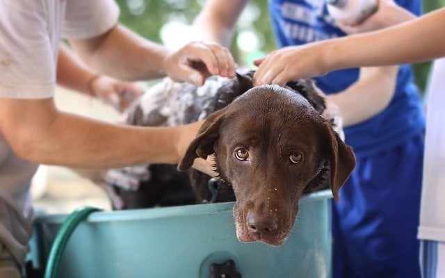 Cachorro com cara de cansado dentro da bacia enquanto o dono da banho nele. 