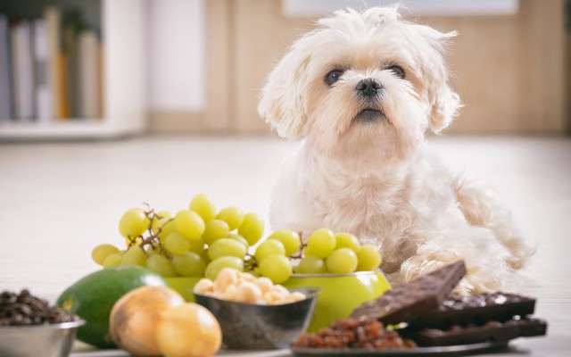 Porção de uvas, abacate, chocolate, cebola na frente de um cachorro de pelo branco.