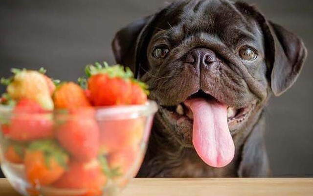 Cachorro salivando por morangos que são uma das frutas indicadas para o pet.