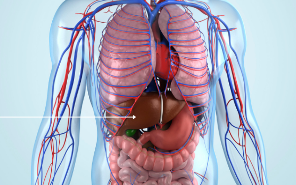 Localização do fígado no corpo humano