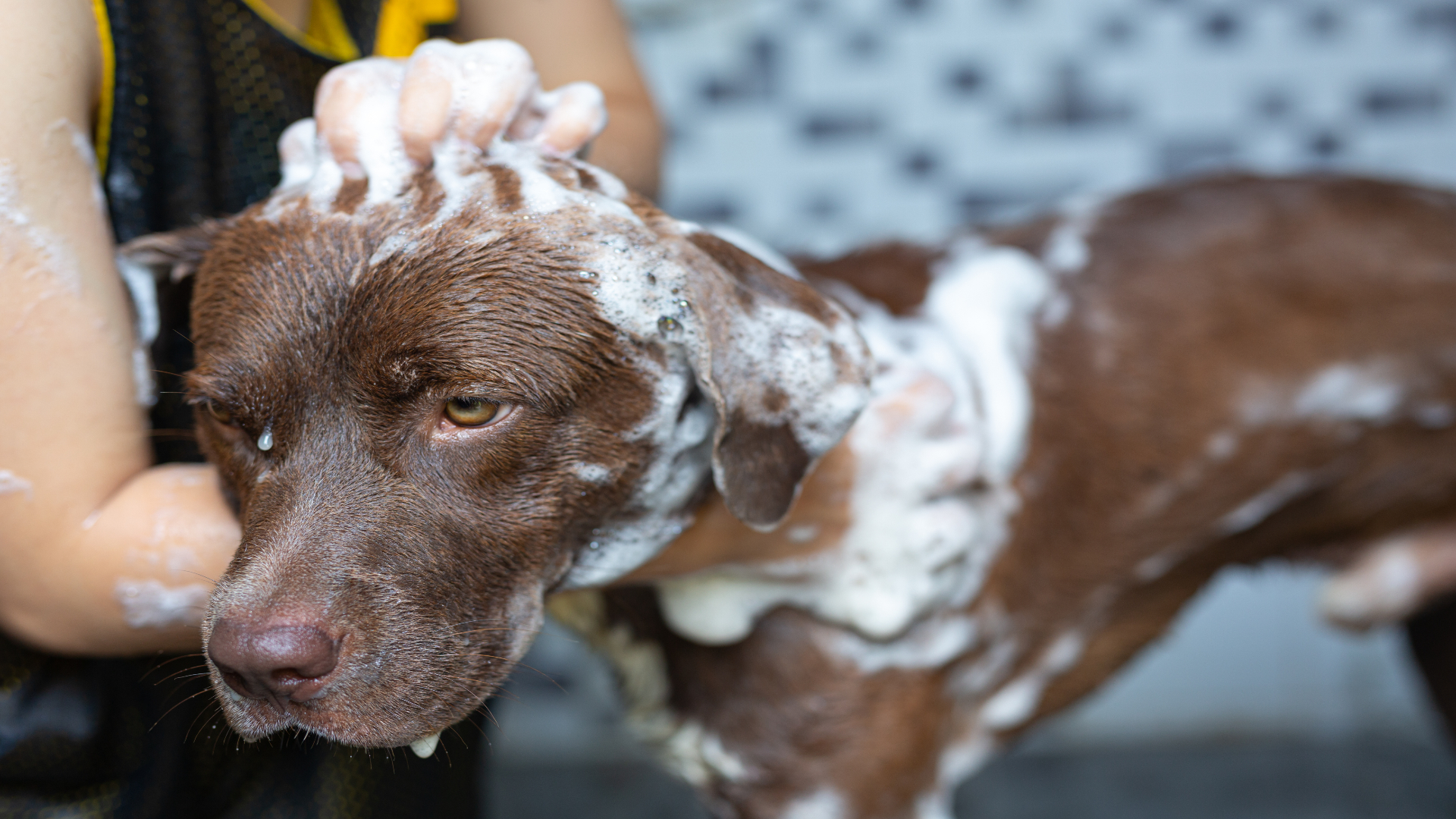 Foto de capa do artigo "Banho em cães: frequência, quais produtos usar e dicas"