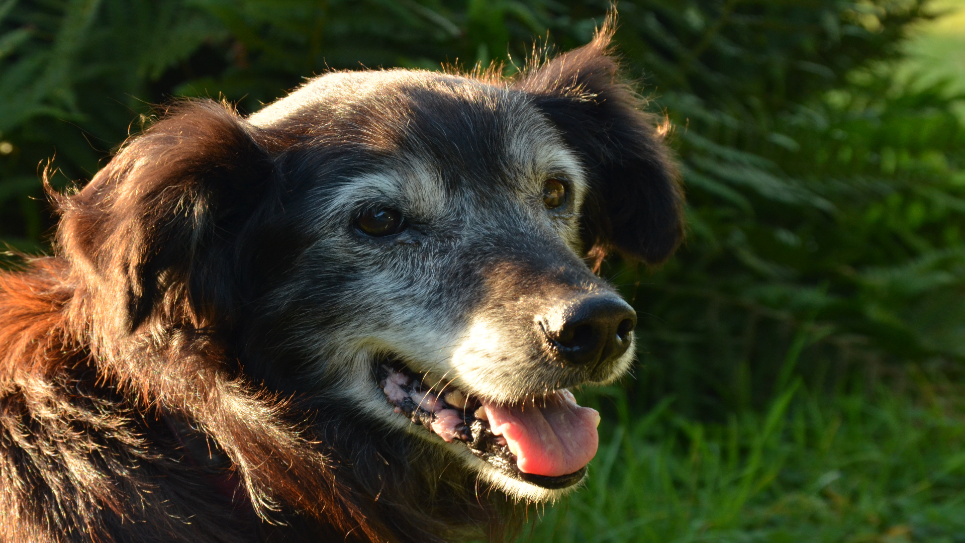 Foto de capa do artigo "Cães idosos: cuidados, alimentação e consultas veterinárias"