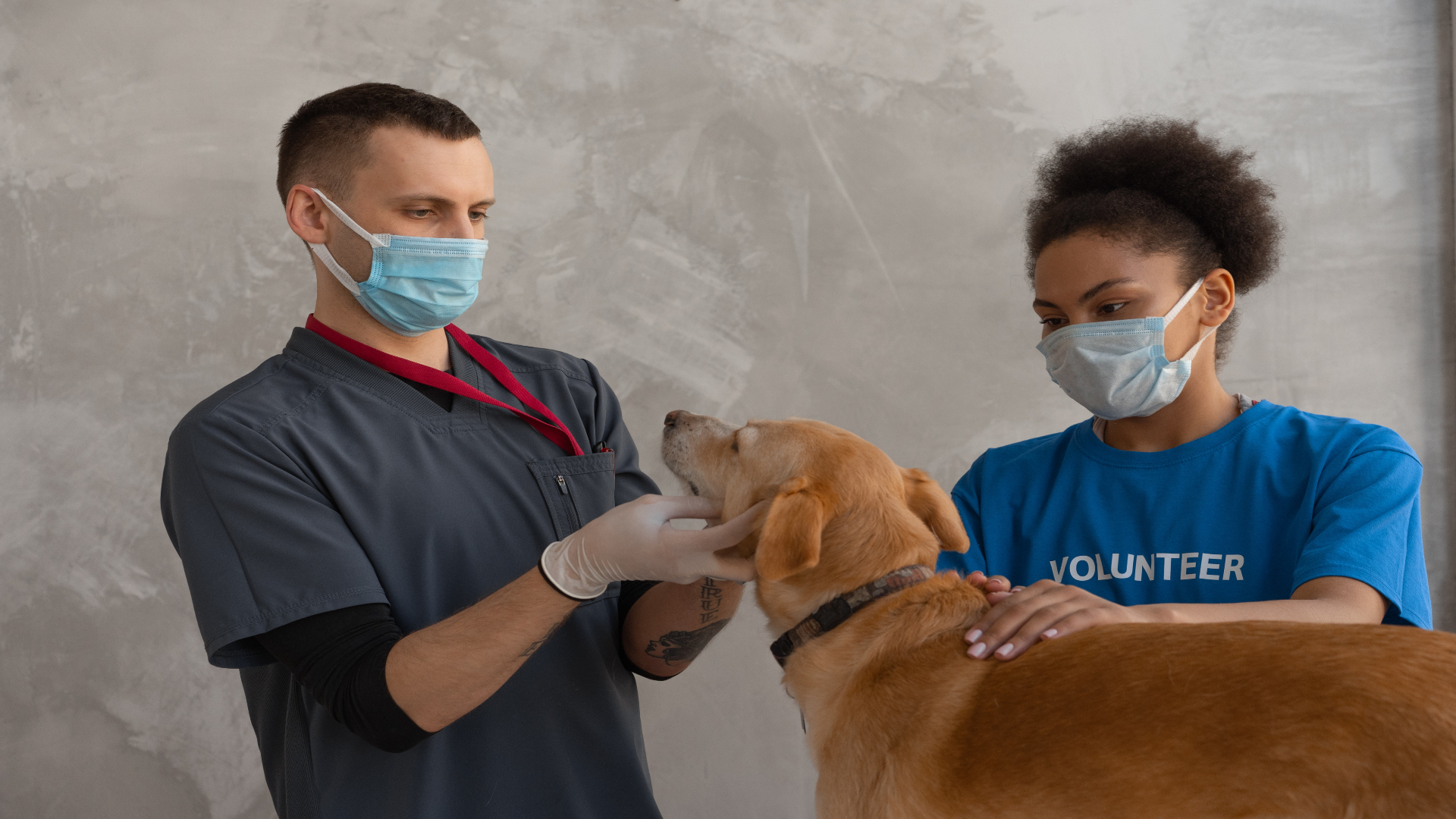 Foto de capa do artigo "Com que frequência devo levar meu pet ao veterinário?"