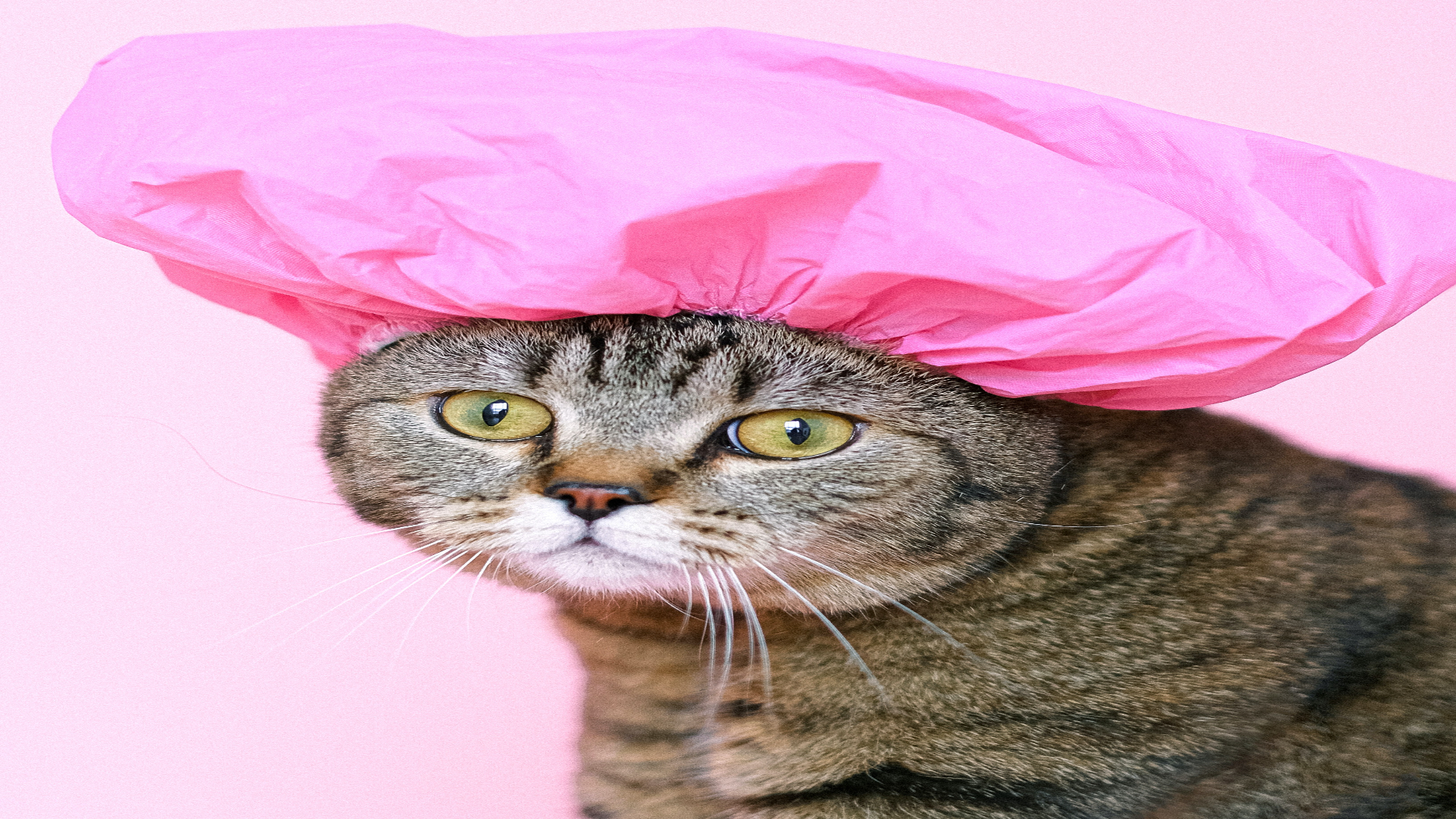 Foto de capa do artigo "Banho em gato: frequência recomendada e dicas"