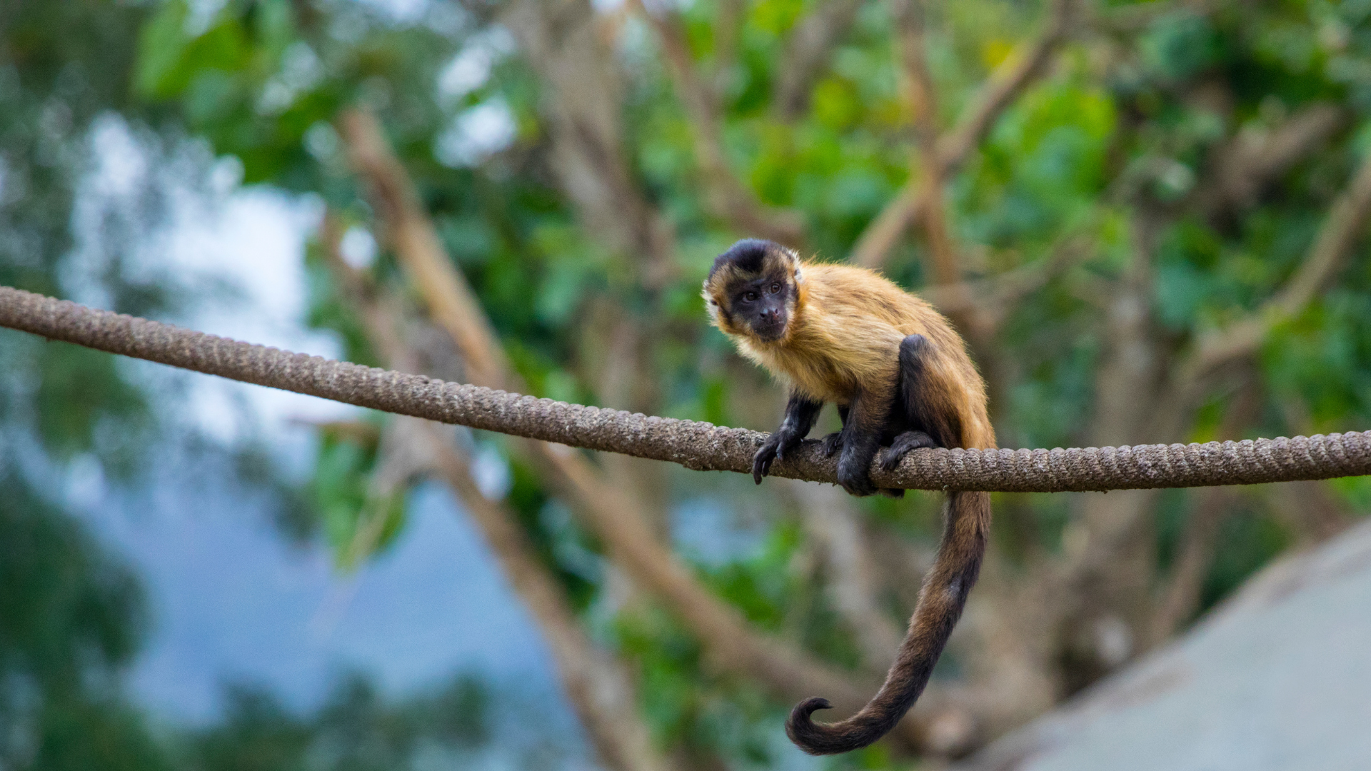 Foto de capa do artigo "Varíola dos macacos: o que é e como acontece a transmissão?"