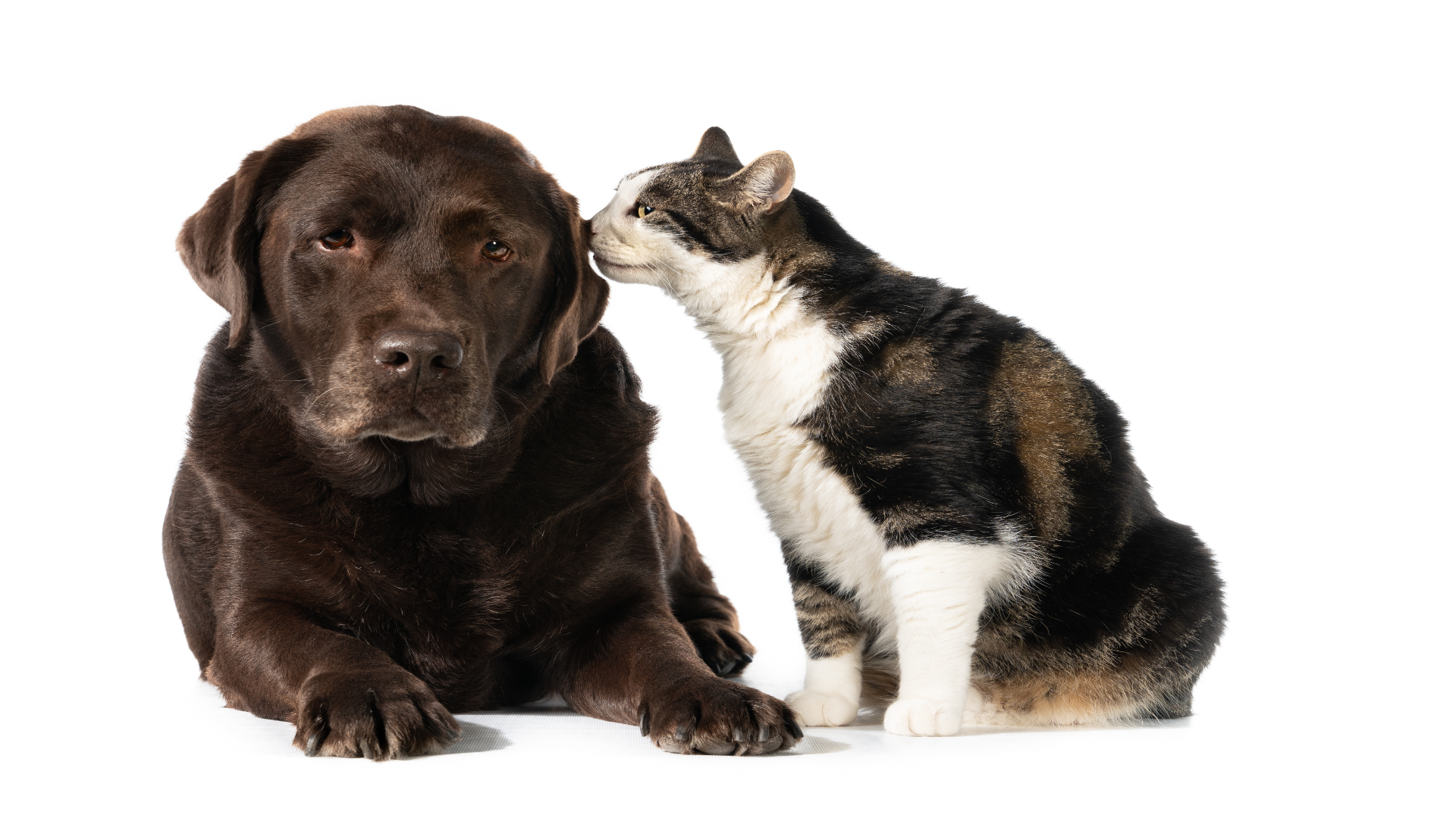 Foto de capa do artigo "DST em cachorros e gatos: como identificar e tratar"